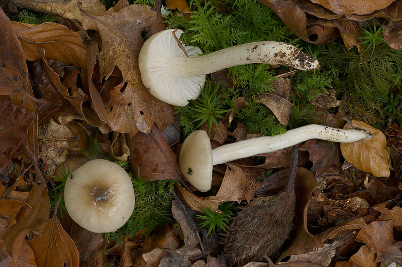 Hygrophorus mesotephrus